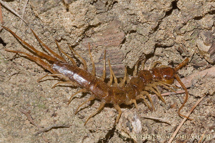 Litobiomorfo e Diplopode Polydesmidae